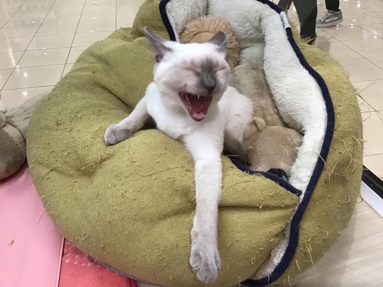 プッチ、スイートビオラ(パープル)短毛シュシュ、わんちゃん猫ちゃん用 Amazon.co.jp: サンレモン ひざねこ スコティッシュフォールド