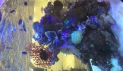 水槽に新しい仲間が入りました★