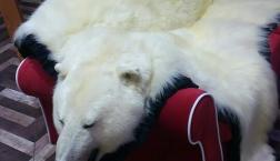 今日は熊がいますよ(^^)/