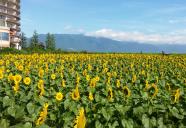 守山市満開・冬｢菜の花畑」に雪山・夏はゴッホの「ひまわり」が、ピッタリの「守山湖畔のお花畑」があります。