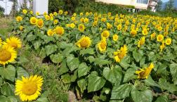 マザー レイクびわ湖で美術鑑賞しょう！