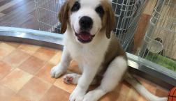 セントバーナードちゃん♡