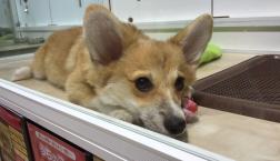 食パン⁉︎いいえ、コーギーです♪