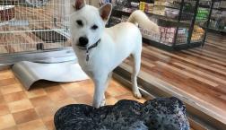 紀州犬くん(*≧∀≦*)