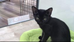 目くりくりボンベイちゃん♡