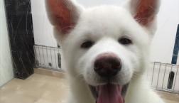 秋田犬の秋男くん♡