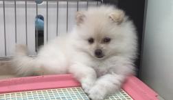 元気いっぱいポメちゃん♡