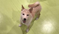 日本の代表的な小型犬⭐︎