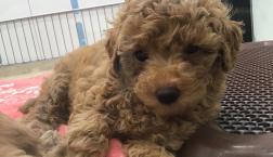 マルプーちゃん⭐︎