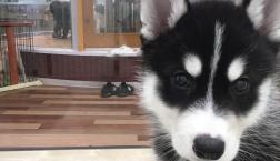 乙女なハスキー♪