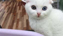 垂れ耳まん丸猫ちゃん♡