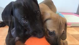 大っきくなります‼️