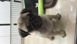 鼻ぺちゃちゃん♡