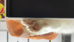 ノルウェージャンフォレストキャット