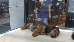 ミニチュアダックスフンド君♡