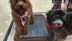 トイプードルちゃんズ　