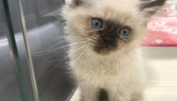 可愛いヒマラヤンくん