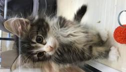 ノルウェーの森の妖精