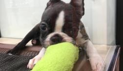 イケメン⭐︎ボストンテリアくん