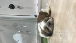 シズ男くん⭐︎