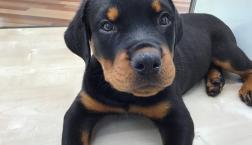 大型犬！ロット君⭐︎