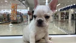 ぶちゃかわ犬♡