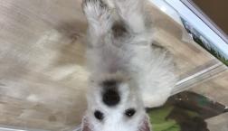 真っ白テリアくん！