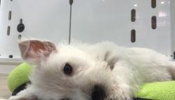 ウエストハイランドホワイトテリア♡