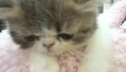 エキゾチックちゃん♡