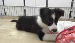 ボーダーコリー♡