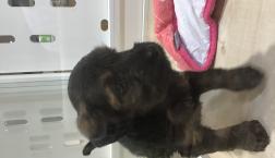 シュナプーちゃん♡