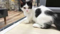 マンチカン君♡