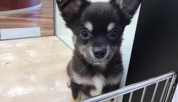 チワワちゃん♡