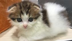 すみっこ大好き♡