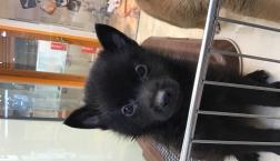 スキッパーキくん★