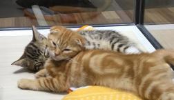 仲良くお昼寝zzz