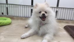 わたあめポメラニアンちゃん