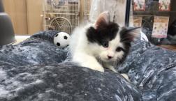 サイベリアンくん