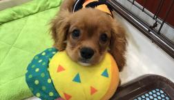 キャバくんの寝顔♡