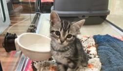 アメリカンショートヘアー♡