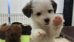 天使♡マルチワワ