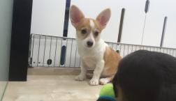 可愛いレアミックス♪