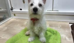 テリアちゃん♡