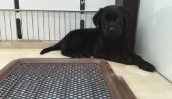 ラブラドールレトリバーくん