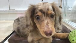 チワックスちゃん