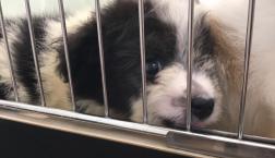 ポメビション♡♡