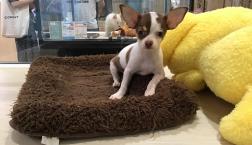 スムースチワワちゃん★