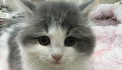 マンチカンとラパーマです♡