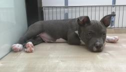 アメリカンブリー‼︎