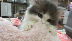 マンチカン君★